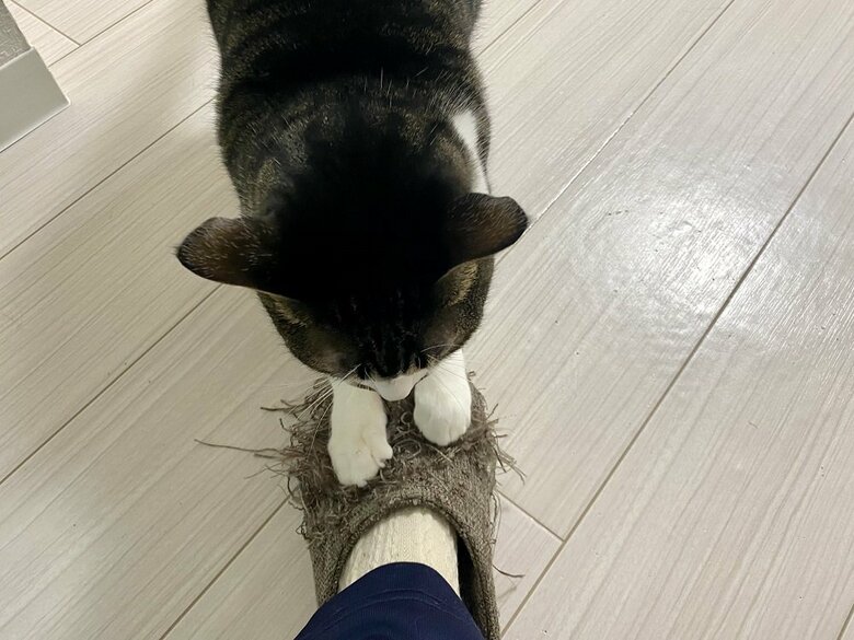 スリッパもバリバリしちゃうことも…