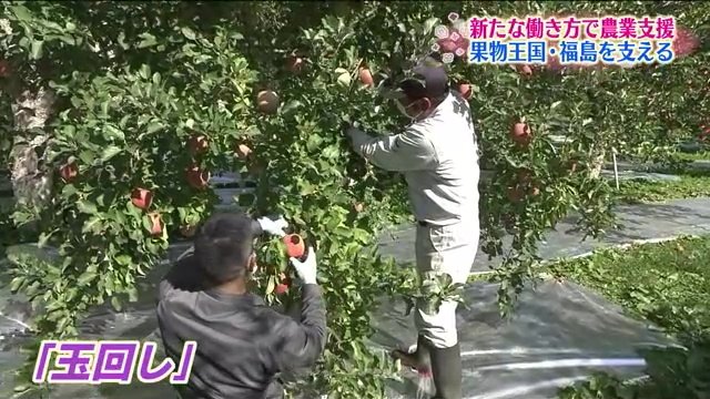 果樹園での作業