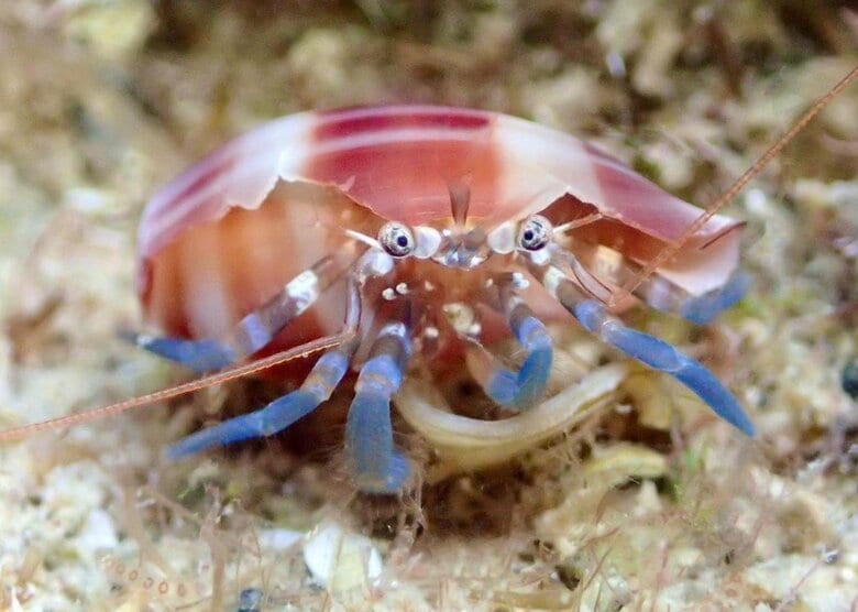 でんかさんが撮影した海洋生物　出典：でんかさんのInstagramアカウント（@denka_hermit）より