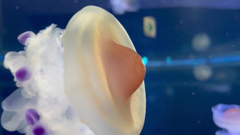 （提供：新江ノ島水族館）