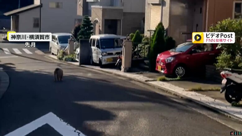 10月に神奈川・横須賀市で目撃されたサル