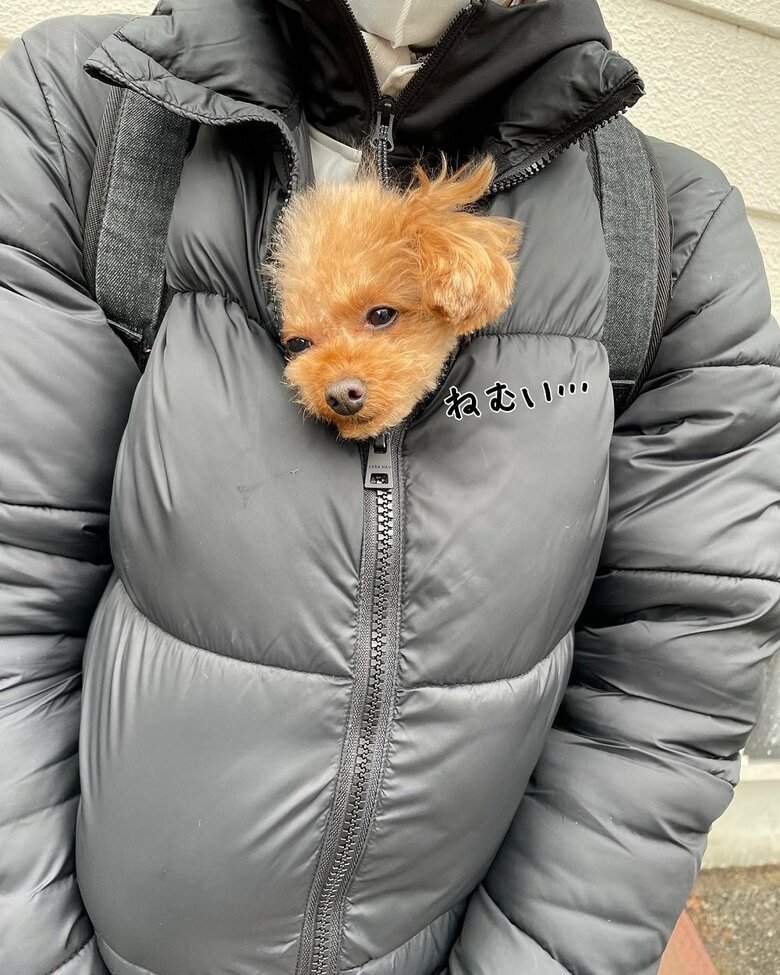 冬の移動スタイルはパパさんの服の中