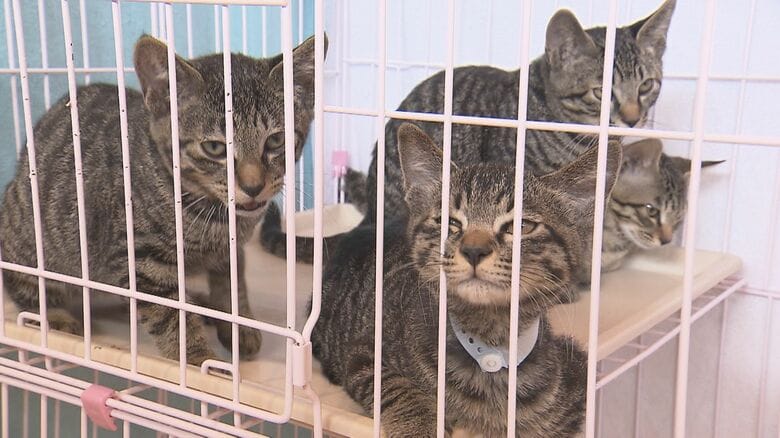 保健所は譲渡会への参加を呼びかけている