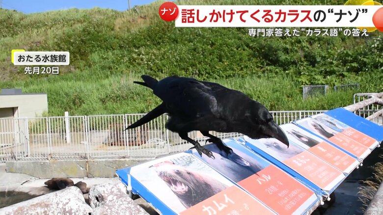 何度も鳴き声を上げ、撮影者に話しかける動画の画像