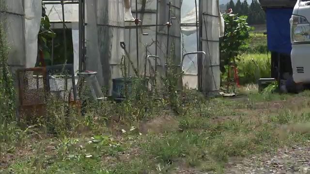 女性は7月にもカモシカに襲われ　足首を縫うケガ