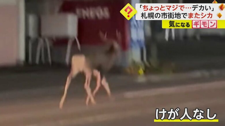 19日夜、札幌市中央区の住宅街にシカが現れたが、けが人はなし