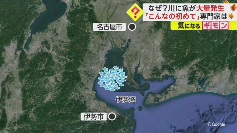 伊勢湾にいたボラが、暖かさやエサを求めて移動？