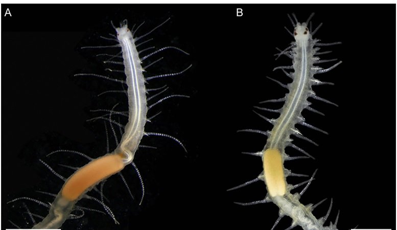 Aがキングギドラシリス、BがRamisyllis multicaudata（提供：東京大学大学院理学系研究科・附属臨海実験所の三浦徹教授）