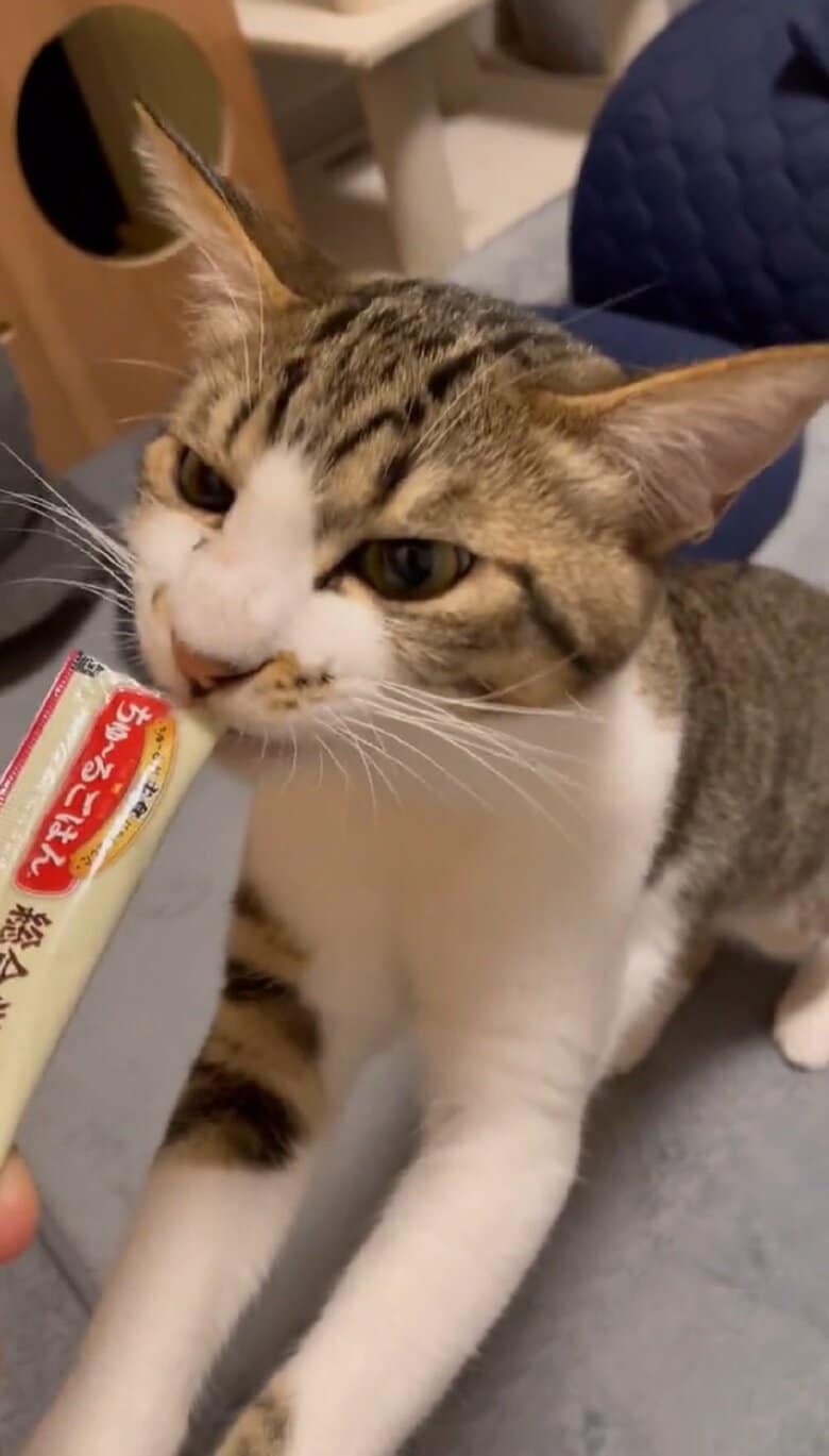 ちゅ～るおいしい