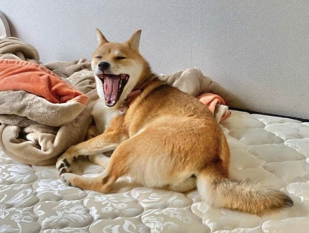 提供：shiba_mugi_さん
