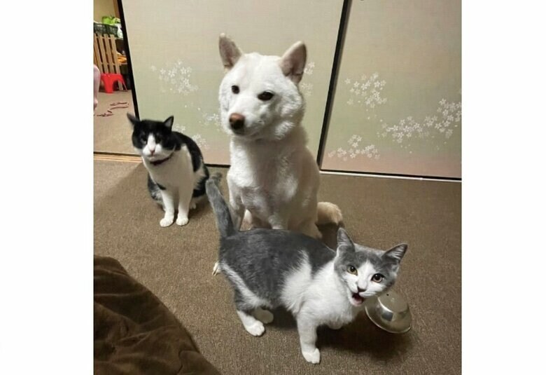 提供：連呼 cubnushi all-starさん