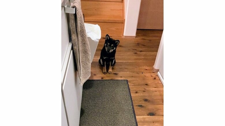 キッチンの入口で待っている