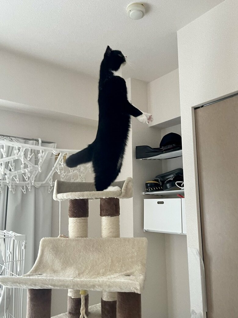 キャットタワーの上で直立！？