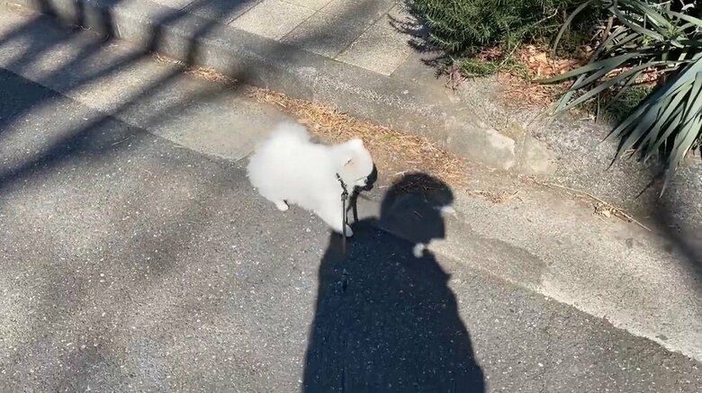 しぶしぶ少しの間歩いてくれる