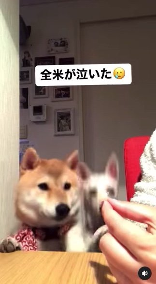提供：柴犬ハル&雑種すずさん
