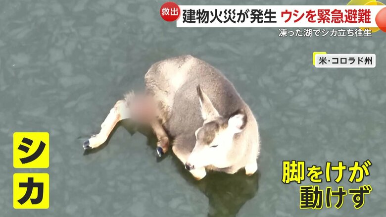 氷の上で動けなくなっていたシカ（Colorado Springs Fire Department）