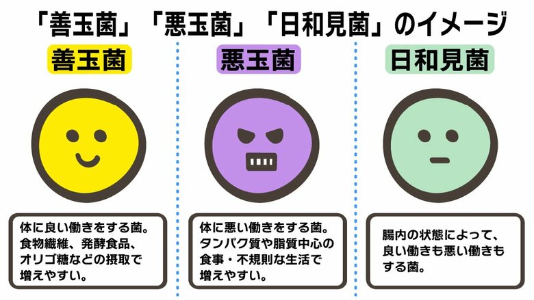 腸内では3つの細菌が増減している（イラスト：さいとうひさし）