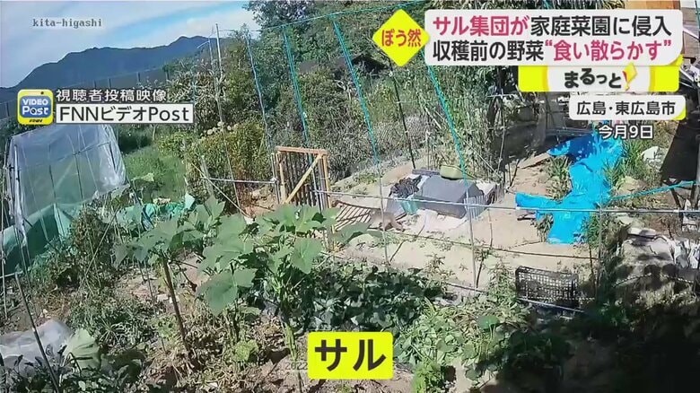 「イット！」8月16日放送分より