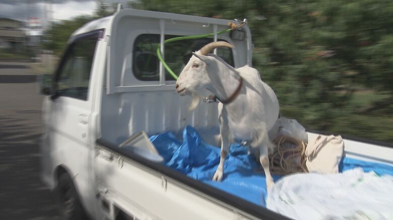 学生と共に農地の草刈りへ向かうヤギの「正雄」