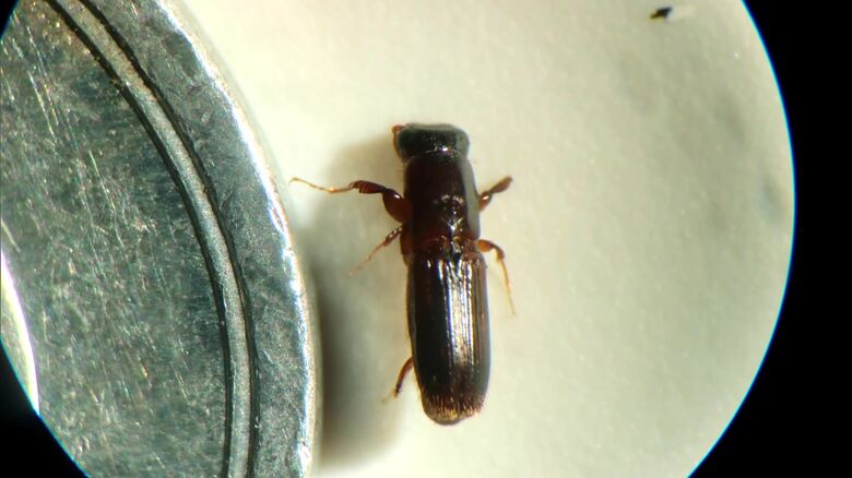 カシノナガキクイムシ（提供：北海道）