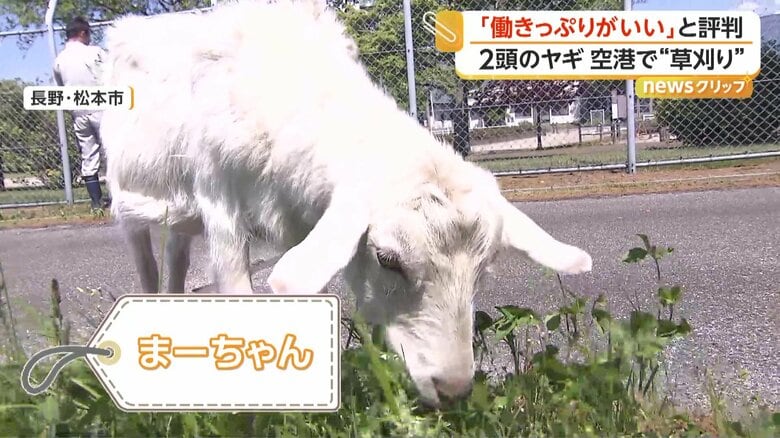 助っ人として活躍している2頭のヤギ