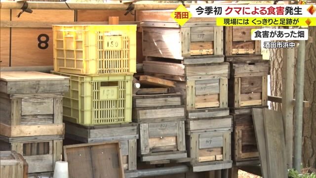 食害があった畑