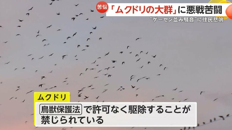 ムクドリは鳥獣保護法で許可なく駆除することが禁じられている