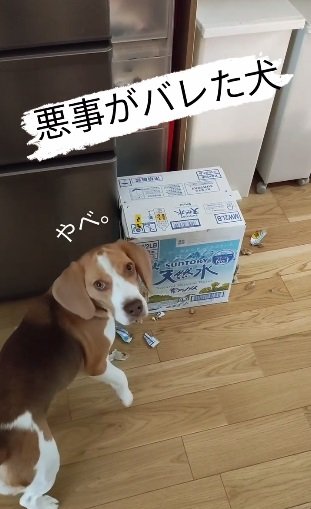 こちらは別の日、いたずら中のじゃこちゃん