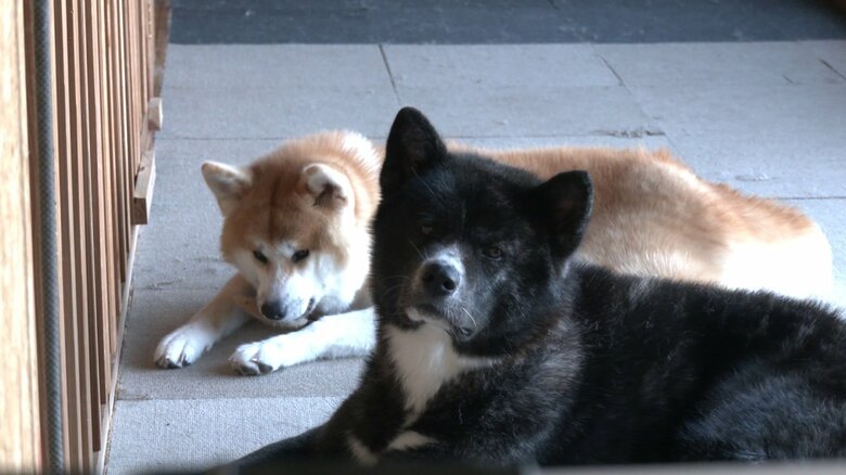 虎毛の雄・お殿水（手前）と赤毛の雌・甘露甘露（奥）