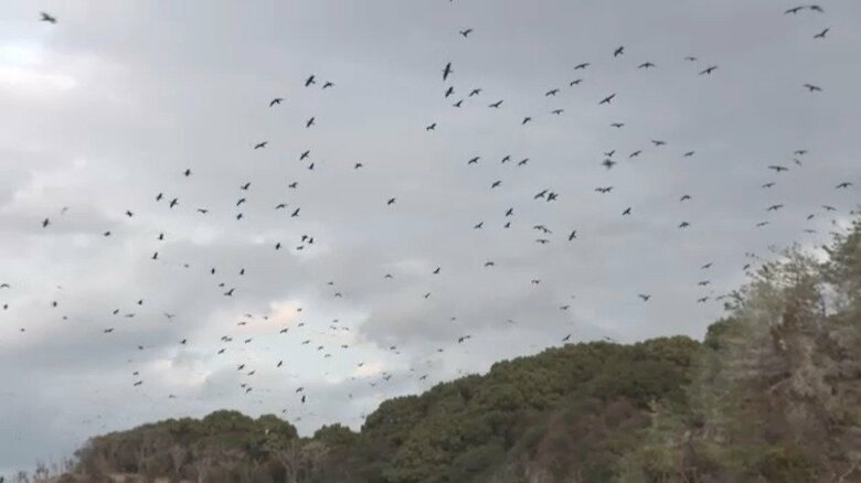 宮島に来るカワウ