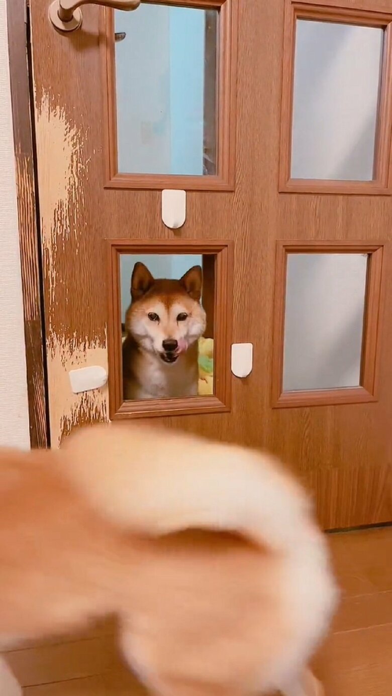 「おいで」ムックパパさんもよびかける