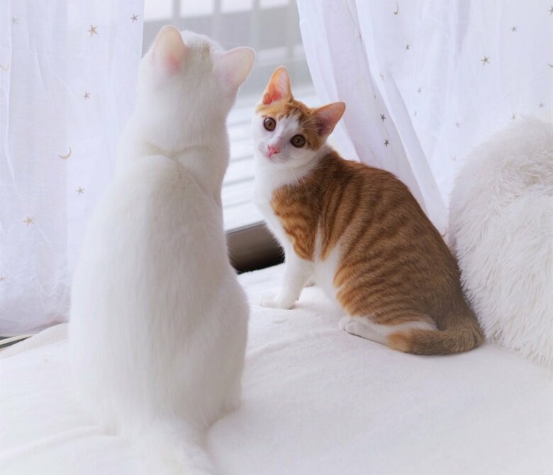 一緒に暮らしている猫と（右：ニコくん）