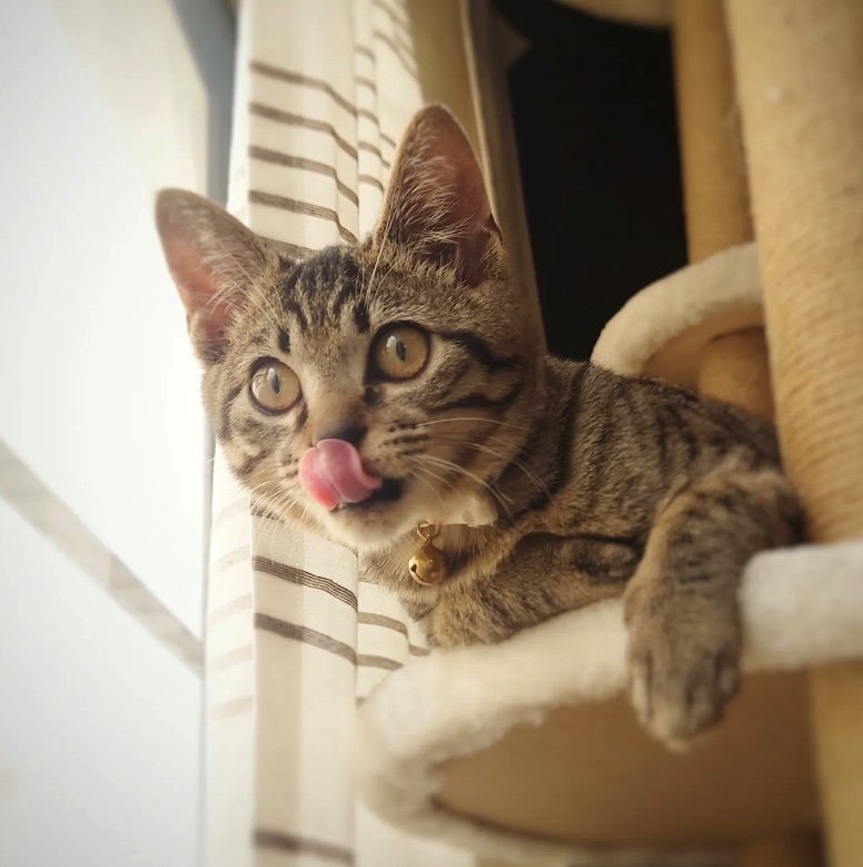 提供：アメチカンのもなさん