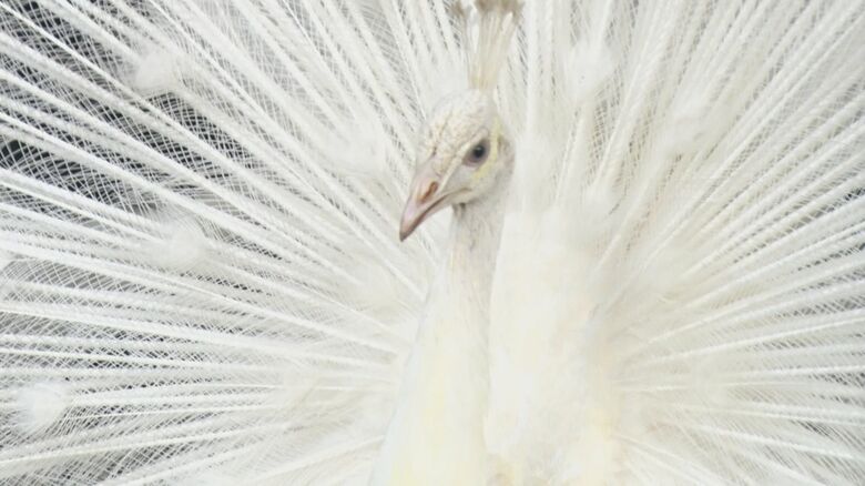 コーヒー農園で飼育されていたクジャク