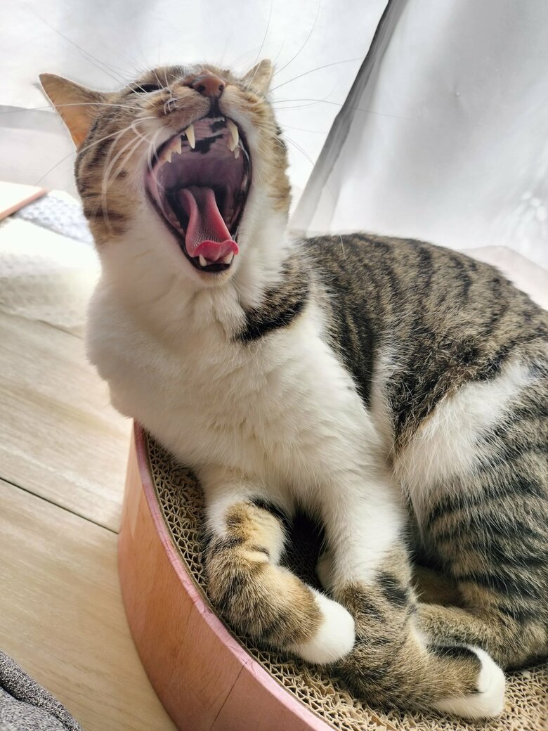 提供：猫のテトさん