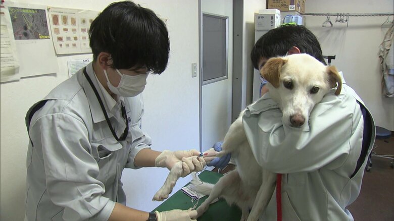 譲渡の前に健康チェックも