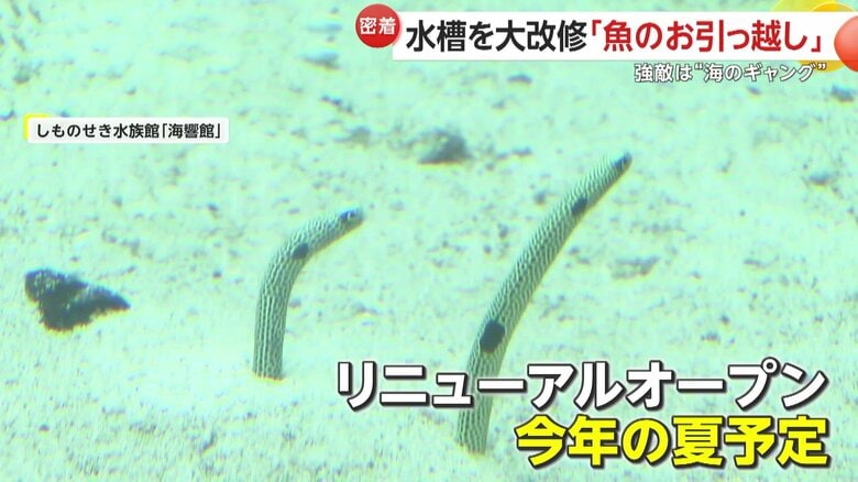 期待が集まるリニューアルオープンは「夏」