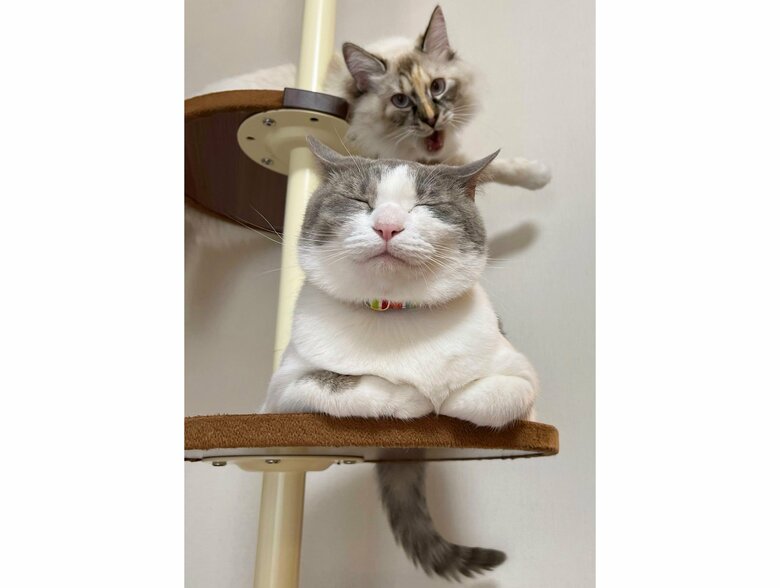 上：同居猫のまろんちゃん（まろ様）　下：いずもちゃん（提供：いずもん/まろ様さん）