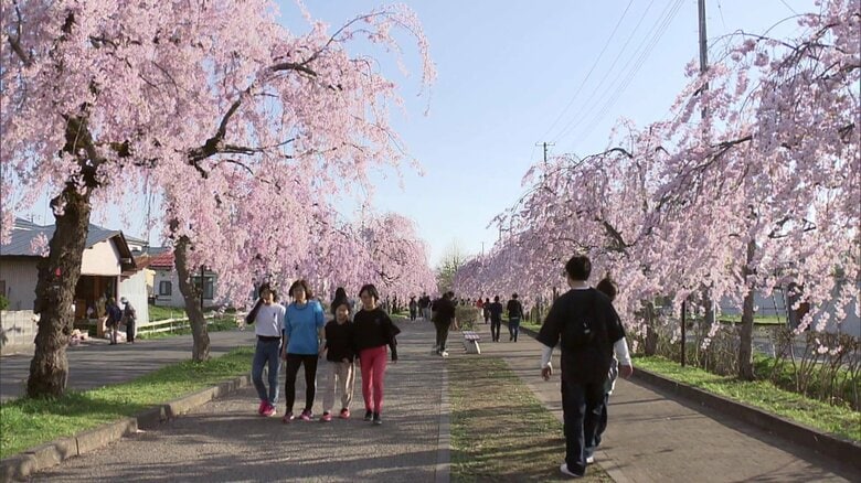 約3キロの桜並木
