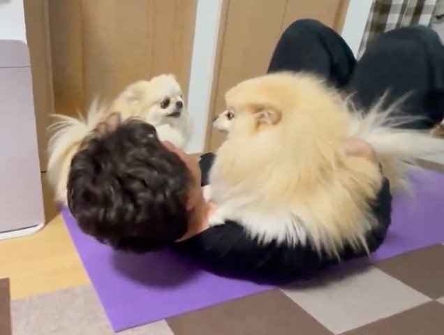 パパの話を聞いている左：クララちゃん　右：マリンちゃん（提供：愉快な3姉妹ポメラニアンちゃんねるさん）