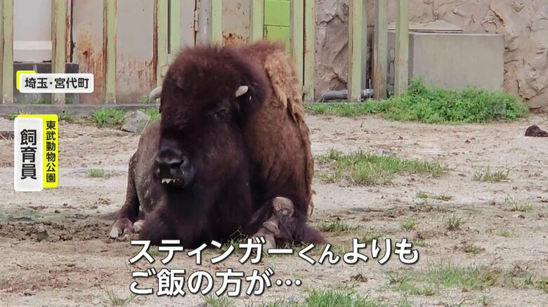 ライバルはスミレちゃんのご飯（提供：東武動物公園）