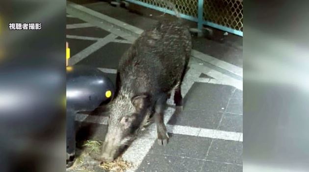 路上のエサを食べるイノシシ