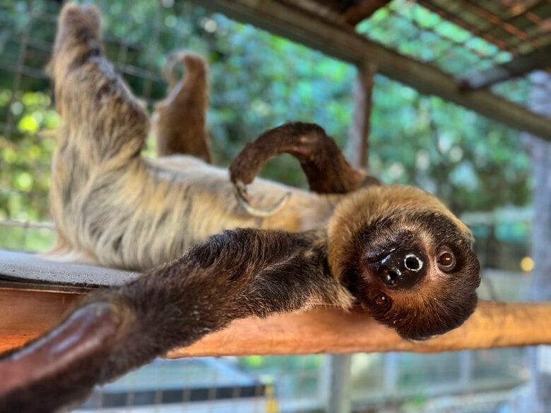 キンカンちゃん（提供：神戸市立王子動物園）