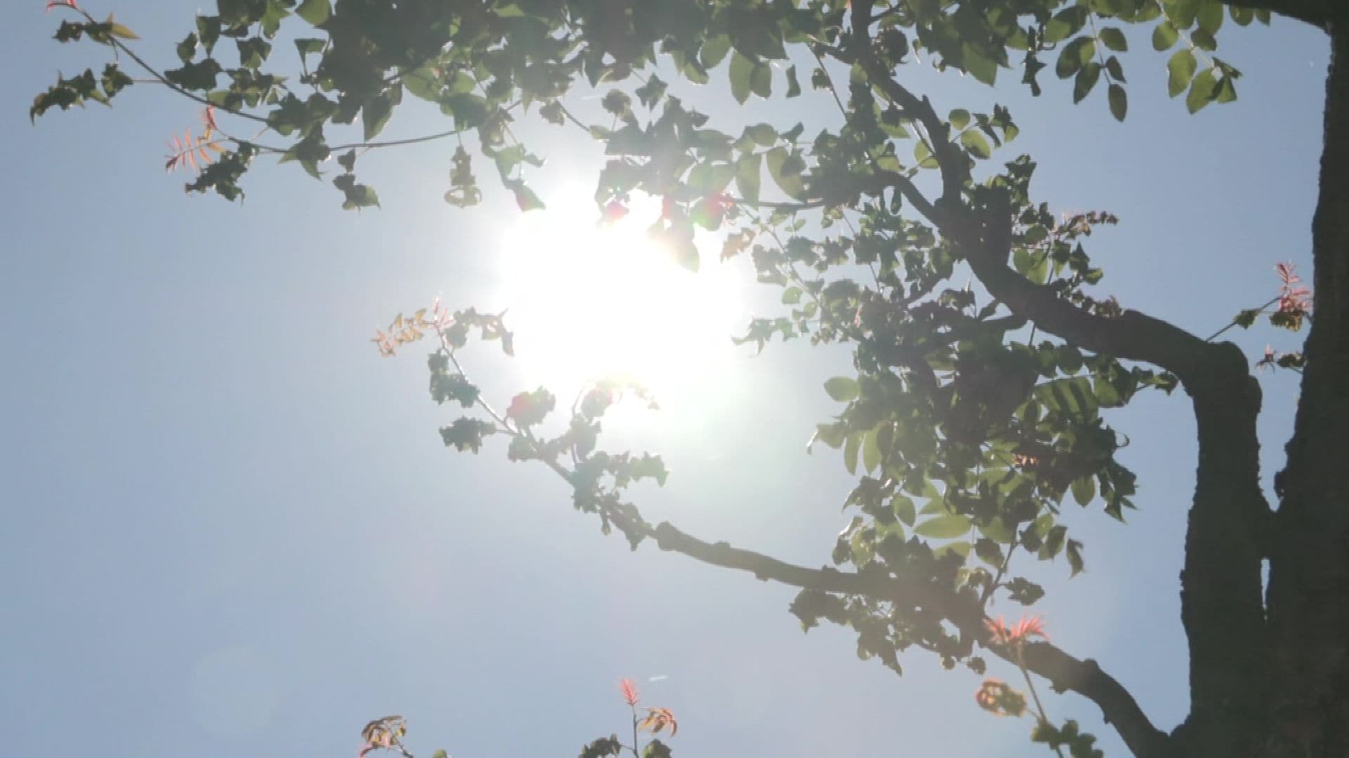 【北海道で今年一番の暑さ】真夏日となった枝幸町など各地で熱中症続出…屋外作業やパークゴルフ中の高齢者ら少なくとも7人が救急搬送される事態に