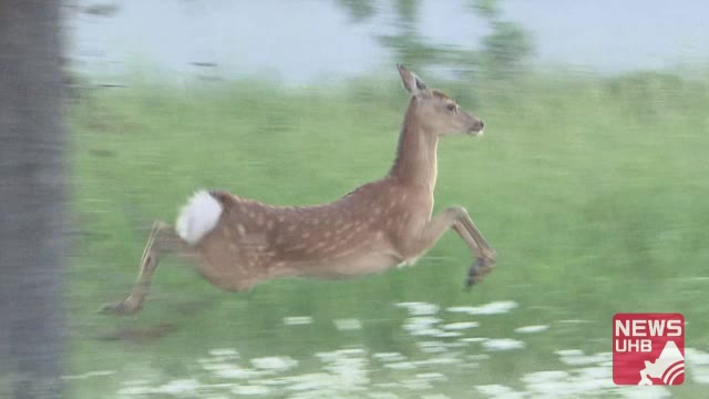 代引き不可】 シカの敷き物 約2メートル×約2メートル asakusa.sub.jp