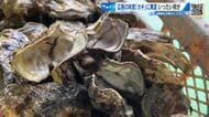 「死んでなかったら豊作」旬の味！広島カキに異変　一部地域では９割が死滅　広島