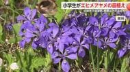 小学生が天然記念物エヒメアヤメの苗植え 次の世代にも継承へ【佐賀県佐賀市】