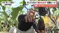 名水「うちぬき」で育まれフルーティー　西条の特産「絹かわなす」収穫ピーク　ぼてっとして魅力【愛媛】