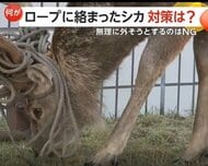 角にロープがぐるぐる絡まったエゾシカ…少なくとも2頭　最善策は「春になると自然に抜け落ちる。近づかない」　北海道・厚岸町