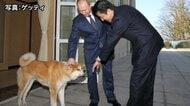 ロシアプーチン大統領に贈られた秋田犬「ゆめ」死ぬ　東日本大震災後に秋田県から贈呈